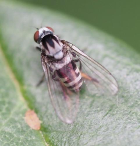Polyporivora ornata